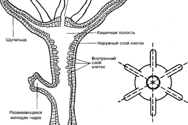 Kraken оригинальная ссылка